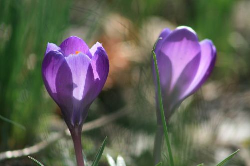 Gamta,  Gėlės,  Violetinė,  Gėlė,  Šviesa,  Pavasaris,  Fonas,  Bokeh,  Spalva,  Violetinės Spyruoklės Gėlės