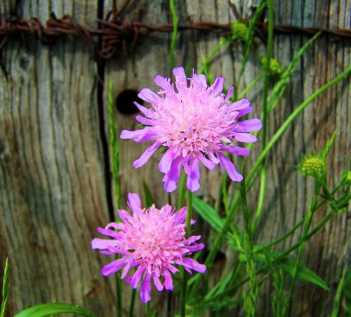 Nuo Violetinės Iki Rožinės Gėlių Pievos, Wildflower, Pavasaris