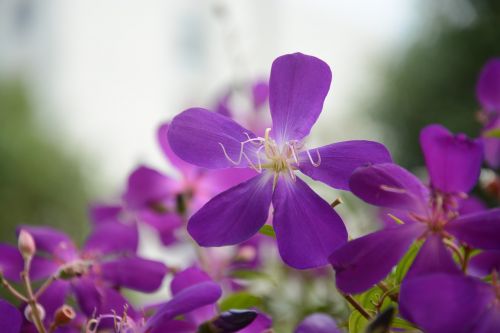 Violetinės Laukinės Gėlės, Penki Žiedlapių Gėlių, Gėlių Medžiagos