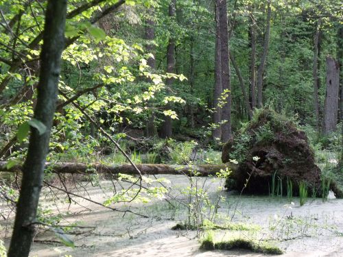 Miškas,  Pelkės,  Bialovieza,  Rezervas,  Medžiai,  Augalai,  Dykuma