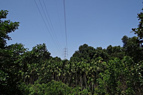 Pilonas, Elektros Energija, Galia, Linijos, Aukštos Įtampos, Storas Miškas, Kalnas, Arecanut Plantacijos, Karnataka, Indija