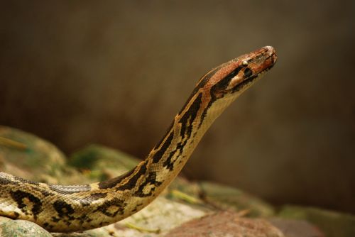 Python, Gyvatė, Ropliai, Laukinė Gamta, Oda, Viper, Zoologija, Džiunglės, Laukiniai