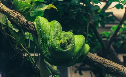 Python, Gyvatė, Ropliai, Grožis, Žalias, Terariumas, Gyvūnas