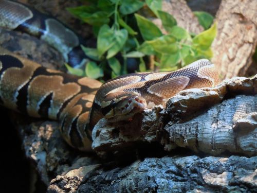 Python, Gyvatė, Constrictor, Ropliai, Liza