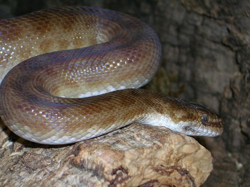 Python, Pastebėtas Python, Smėlis Python, Antaresia Childreni, Australia, Gyvatė, Gyvūnas