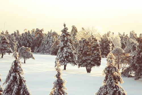 Quebec, Žiema, Miškas, Šaltas, Sniegas, Gamta, Grunge, Sezonas, Balta, Gruodžio Mėn ., Medžiai, Kanada, Lauke