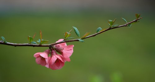 Svarainių,  Pavasaris,  Gėlės,  Japonijos,  Filialai,  Gamta
