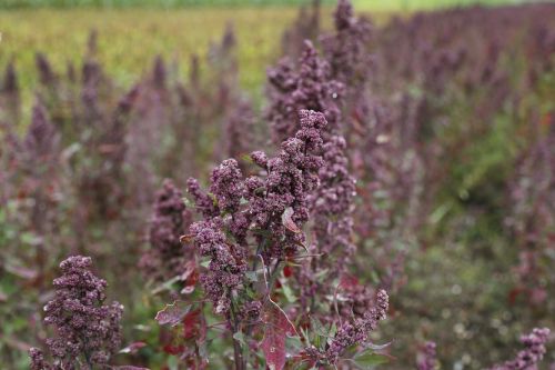 Quinoa, Žemdirbystė, Laukas, Valgyti, Maistas, Ariamasis