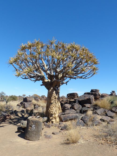 Drožlė Medis, Namibija, Medis, Gamta