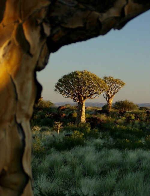 Drožlės Medžio Miškas, Alavijo Dichotoma, Medis, Kraštovaizdis, Namibija