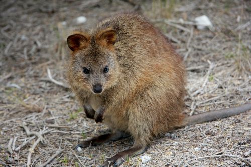 Kukka, Setonix Brachyurus, Australia, Vakarų Australija, Rottnest Sala, Wallaby, Kengūra
