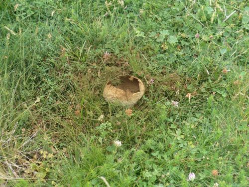 Triušiai Umbrinum, Lycoperdon Utriforme, Bunny Bovist, Padengtas Didelis Umbrinum, Grybelinės Rūšys, Grybų Giminaitis, Puffballs, Bovist, Grybai, Grybų Dulkės, Sporų Milteliai, Vaisių Kūno Trūkumas, Milteliai, Vaismedžiai, Ruda, Ssporen, Daugyba, Didelis Umbrinum, Calvatia, Grybų Gentis, Milžiniškas Veisles, Calvatia Gigantea, Langermannia Gigantea, Lycoperdon Gigantea, Pievinis Grybas, Pilvo Grybai, Gastromicetai, Gastromycetidae, Bunny Umbrinum, Umbrinum, Pieva, Valgomieji