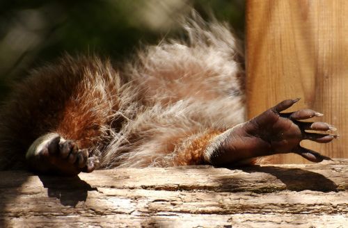 Jenonas, Pėdos, Rūpestis, Kojos, Mielas, Gyvūnas, Laukinės Gamtos Fotografija