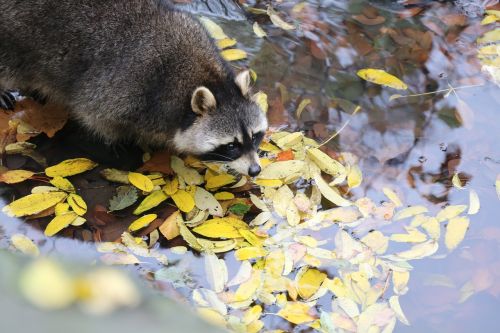 Rakonas, Zoologijos Sodas, Mielas, Gamta, Laukiniai, Žinduolis, Laukinė Gamta, Juokinga, Fauna, Charakteris, Gyvūnas, Dizainas, Lauke, Piktograma, Piešimas, Safari, Veidas, Aplinka, Ekologija, Scena, Vanduo, Šlapias, Žavinga, Mediena, Natūralus, Parkas