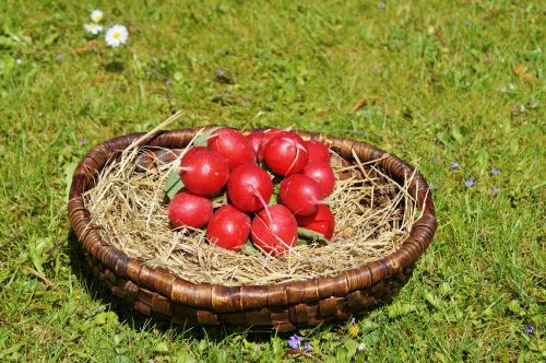 Ridikai, Ridikėliai, Daržovės, Maistas, Sveikas, Vitaminai, Mityba, Valgyti, Augalas