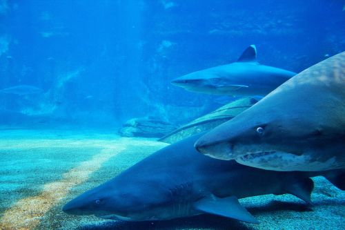 Rykliai,  Nukirtas & Nbsp,  Dantis,  Kreiserinis,  Akvariumas,  Apipjaustyti Danties Rykliai Akvariume