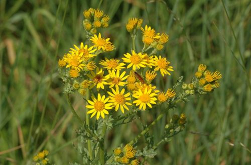 Ragvortas, Wildflower, Augalas, Gamta, Geltona, Vasara, Flora, Pieva, Lauke, Jacobaea, Spalvinga, Žiedas, Žydi