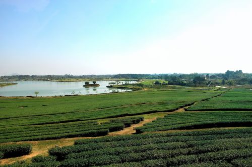 Rai Boon Rawd, Chiang Rai, Singha Parkas, Bono Žaliavų Ūkis, Tailandas, Šiaurė, Turizmas, Arbatos Plantacijos, Gėlės, Pakabukas