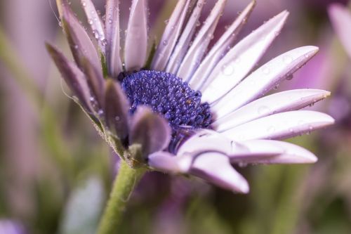 Makro, Osteospermumo Ecklonis, Viršukalnės Krepšys, Bornholm Marguerite, Balta, Violetinė, Marguerite, Žiedas, Žydėti, Gėlė, Gamta, Augalas, Žydėti, Uždaryti, Šlapias, Lašas Vandens