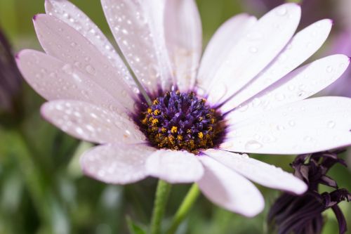 Makro, Osteospermumo Ecklonis, Viršukalnės Krepšys, Bornholm Marguerite, Balta, Violetinė, Marguerite, Žiedas, Žydėti, Gėlė, Gamta, Augalas, Žydėti, Uždaryti, Šlapias, Lašas Vandens