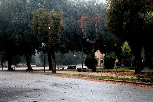 Lietus, Vanduo, Medžiai