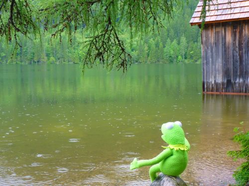 Lietus, Ežeras, Vanduo, Kermit