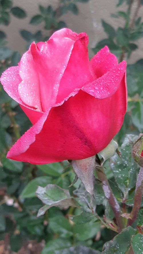 Lietaus Yra Puiki Rose,  Raudonos Rožės,  Raudonas