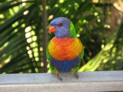 Vaivorykštė Lorikeet, Paukštis, Lorikeet, Spalvinga, Laukinė Gamta, Gamta, Spalvos, Australia, Atogrąžų, Plunksnos