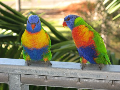 Vaivorykštė Lorikeet, Paukštis, Lorikeet, Spalvinga, Laukinė Gamta, Gamta, Spalvos, Australia, Atogrąžų, Plunksnos