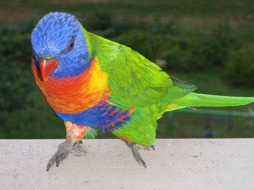 Vaivorykštė Lorikeet, Paukščiai, Ornitologija, Sidnėjus, Australia