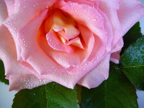 Raindrop Rose, Vandens Lašai, Rožinis, Gėlė, Makro, Iš Arti