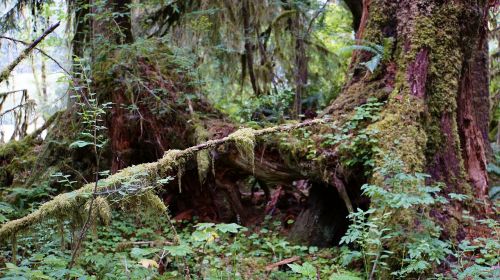 Atogrąžų Miškai, Nacionalinis Parkas, Usa