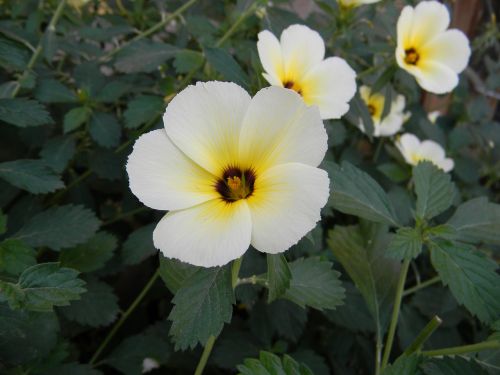 Ramgoat Dashalong, Gėlė, Turnera Ulmifolia