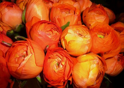 Ranunculus, Gėlės, Gėlė, Pavasaris, Geltona, Šviesus, Ranunculus Gėlė, Makro, Lašiša, Budas, Oranžinė