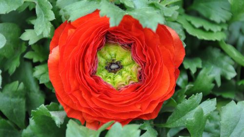 Ranunculus, Raudonos Auksakalnės, Gėlė, Pavasaris