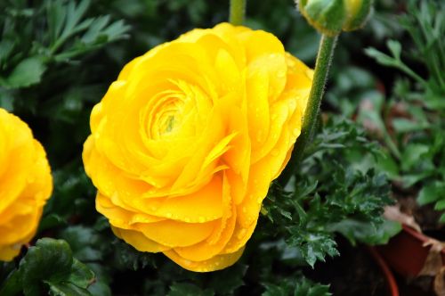 Ranunculus, Geltona, Goldilocks, Gėlė, Pavasaris