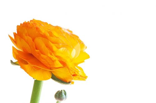 Ranunculus, Gėlė, Žiedas, Žydėti, Žiedlapiai, Oranžinė, Oranžinė Gėlė, Oranžinė Pavasario Gėlė, Pavasario Gėlė, Uždaryti, Schnittblume, Pavasaris