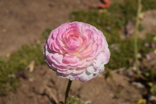 Ranunculus, Rožinis, Gėlė, Žiedas