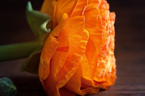 Ranunculus, Gėlė, Oranžinė, Oranžinė Gėlė, Žiedas, Žydėti, Oranžinis Žiedas, Žiedlapiai, Pavasario Gėlė, Schnittblume, Uždaryti, Spalvingas, Ranunculus Gėlė, Šviesus
