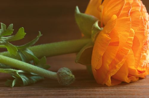 Ranunculus, Gėlė, Oranžinė, Oranžinė Gėlė, Žiedas, Žydėti, Oranžinis Žiedas, Žiedlapiai, Pavasario Gėlė, Schnittblume, Uždaryti, Spalvingas, Ranunculus Gėlė, Šviesus