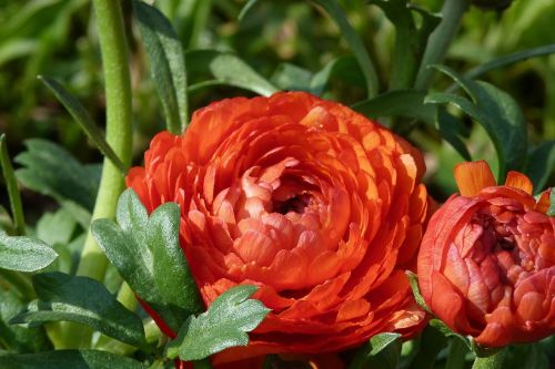 Ranunculus, Gėlė, Raudona, Pavasaris, Žiedas, Žydėti