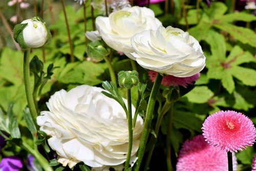 Ranunculus,  Gėlė,  Žiedas,  Žydi,  Pavasario Gėlė,  Baltos Spalvos,  Schnittblume,  Ranunculus Gėlių,  Balta Gėlė,  Žiedlapiai,  Pavasaris,  Augalas