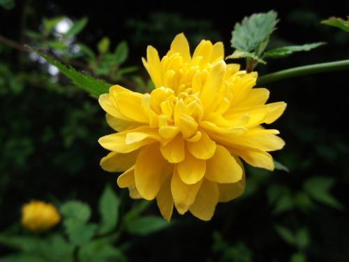 Ranunculus Krūmų Gėlė, Rožių Šeimos, Geltona
