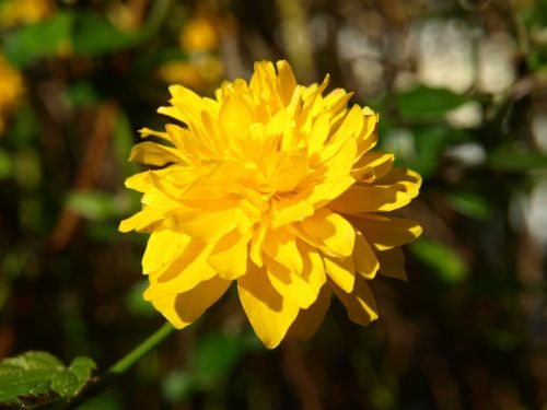 Ranunculus Krūmų Gėlė, Ranunkel Krūmas, Geltona, Žydėti, Krūmas, Dekoratyvinis Augalas, Pavasaris