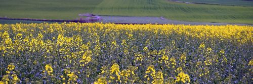 Išžaginimas, Plantacija, Žydėjimas, Laukas, Gamta, Gėlės, Gėlė, Geltona, Geltona Gėlė, Pavasaris, Viduržemio Jūros Kraštovaizdis, Žiedadulkės, Augalas, Gražus, Kraštovaizdis, Žalias, Kaimas