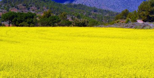 Išžaginimas, Plantacija, Laukas, Žemdirbystė, Kraštovaizdis, Pasėliai, Žydėjimas, Gėlės, Derlius, Geltona Gėlė, Geltona, Suaugęs, Pavasaris, Spalvinga, Viduržemio Jūros Kraštovaizdis