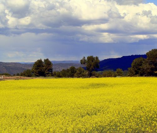 Išžaginimas, Plantacija, Žemdirbystė, Augalai, Kraštovaizdis, Žydėjimas, Gėlės, Derlius, Geltona Gėlė, Geltona, Suaugęs, Pasėliai, Laukas, Viduržemio Jūros Kraštovaizdis, Debesys, Gražus, Kalnai, Gamta, Spalvinga, Dangus, Kaimas, Spalvos, Žalias, Gėlė, Kaimas