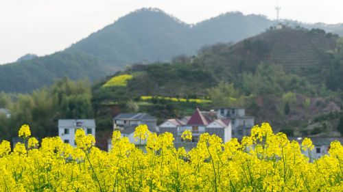 Išžaginimas,  Kraštovaizdis,  Laukas,  Žemdirbystė,  Gamta,  Be Honoraro Mokesčio