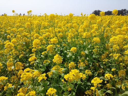 Rapsų Gėlės, Geltona Gėlė, Jeju Sala