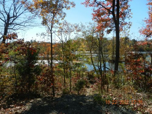 Rappahannock Upė, Fredericksburg, Virginia, Vanduo, Medis, Ekologiškas, Žemdirbystė, Lauke, Bagažinė, Lapai, Filialai, Miškas, Miškas, Miškai, Kraštovaizdis, Dykuma, Peizažas, Natūralus, Laukiniai, Lauke, Aplinka, Vaizdingas, Žemė, Gamta